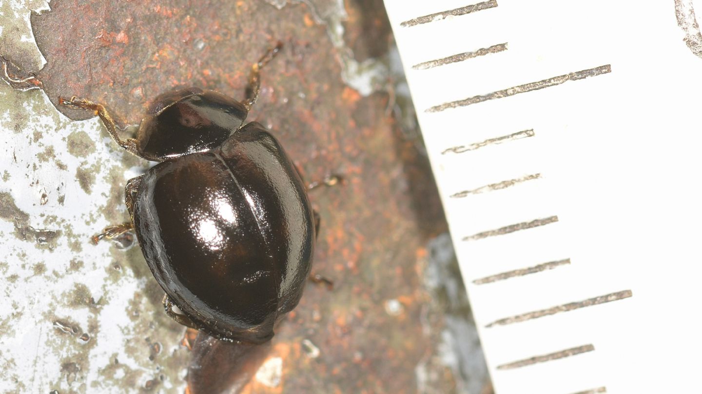 Coccinella nera: Harmonia ayridis