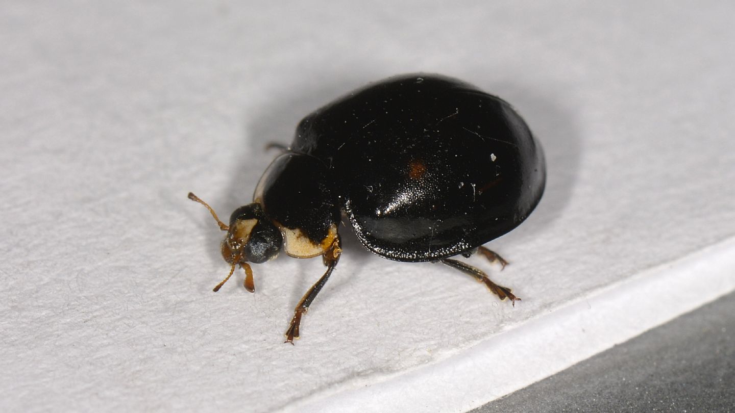 Coccinellidae quasi nero: Harmonia axyridis