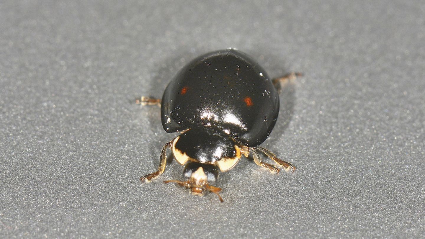 Coccinellidae quasi nero: Harmonia axyridis