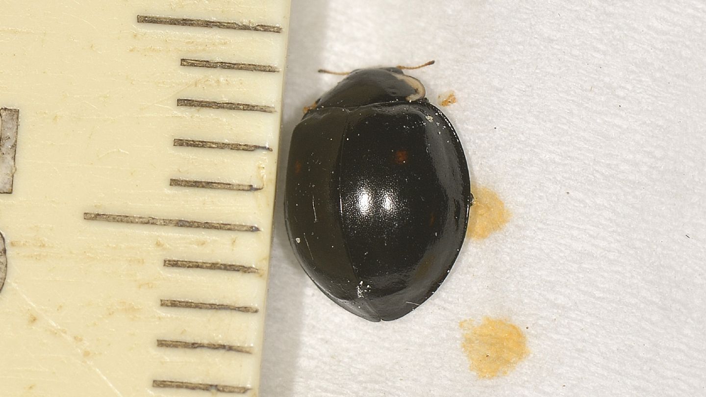 Coccinellidae quasi nero: Harmonia axyridis