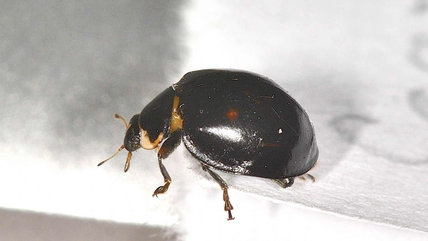 Coccinellidae quasi nero: Harmonia axyridis