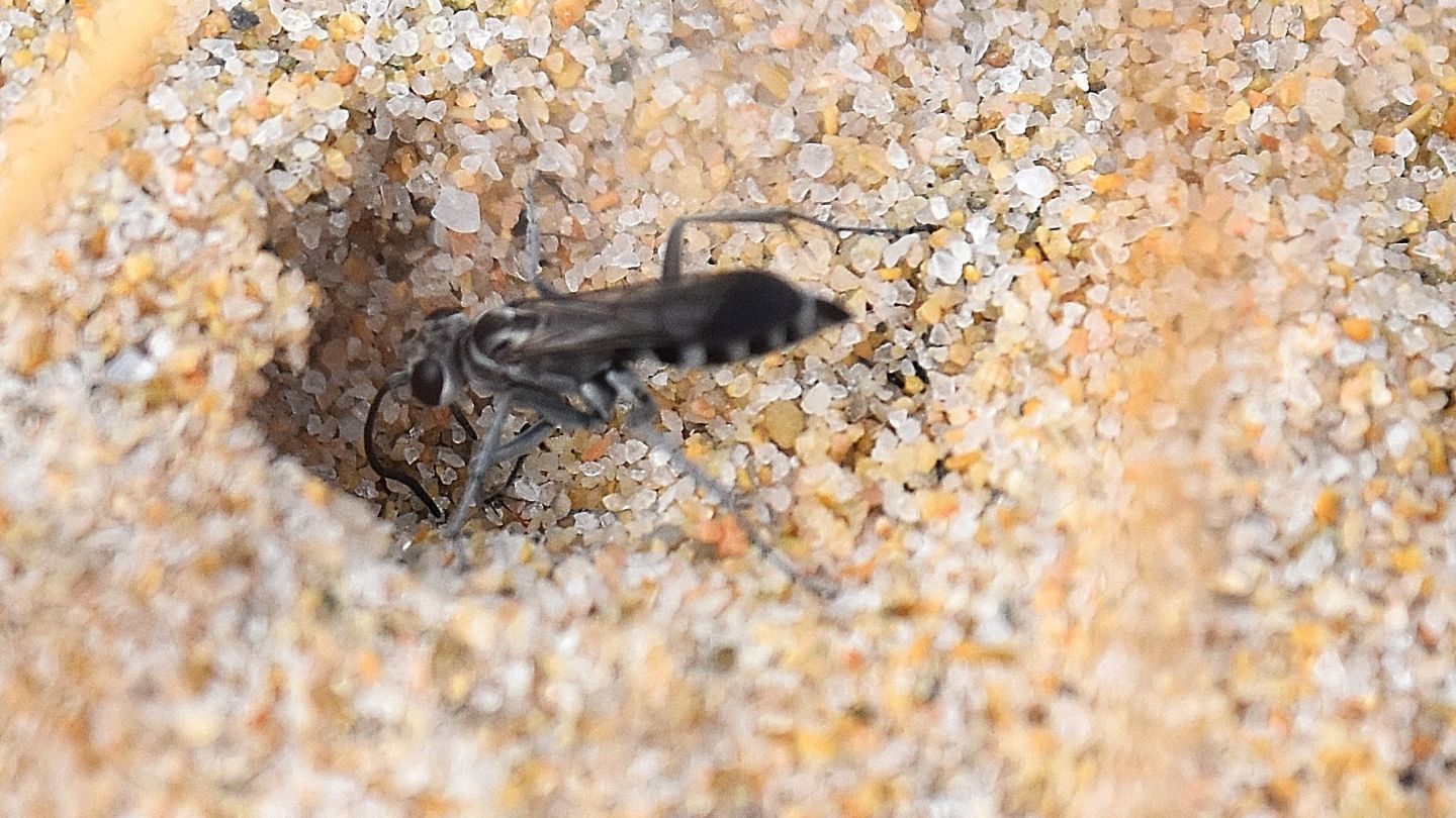 Pompilidae sardo: Pompilus cinereus