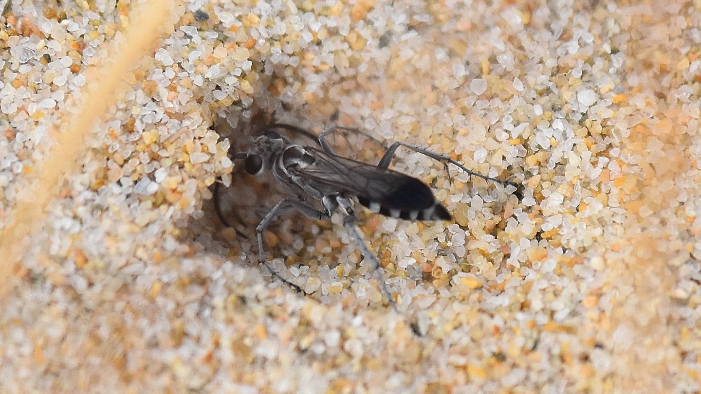 Pompilidae sardo: Pompilus cinereus