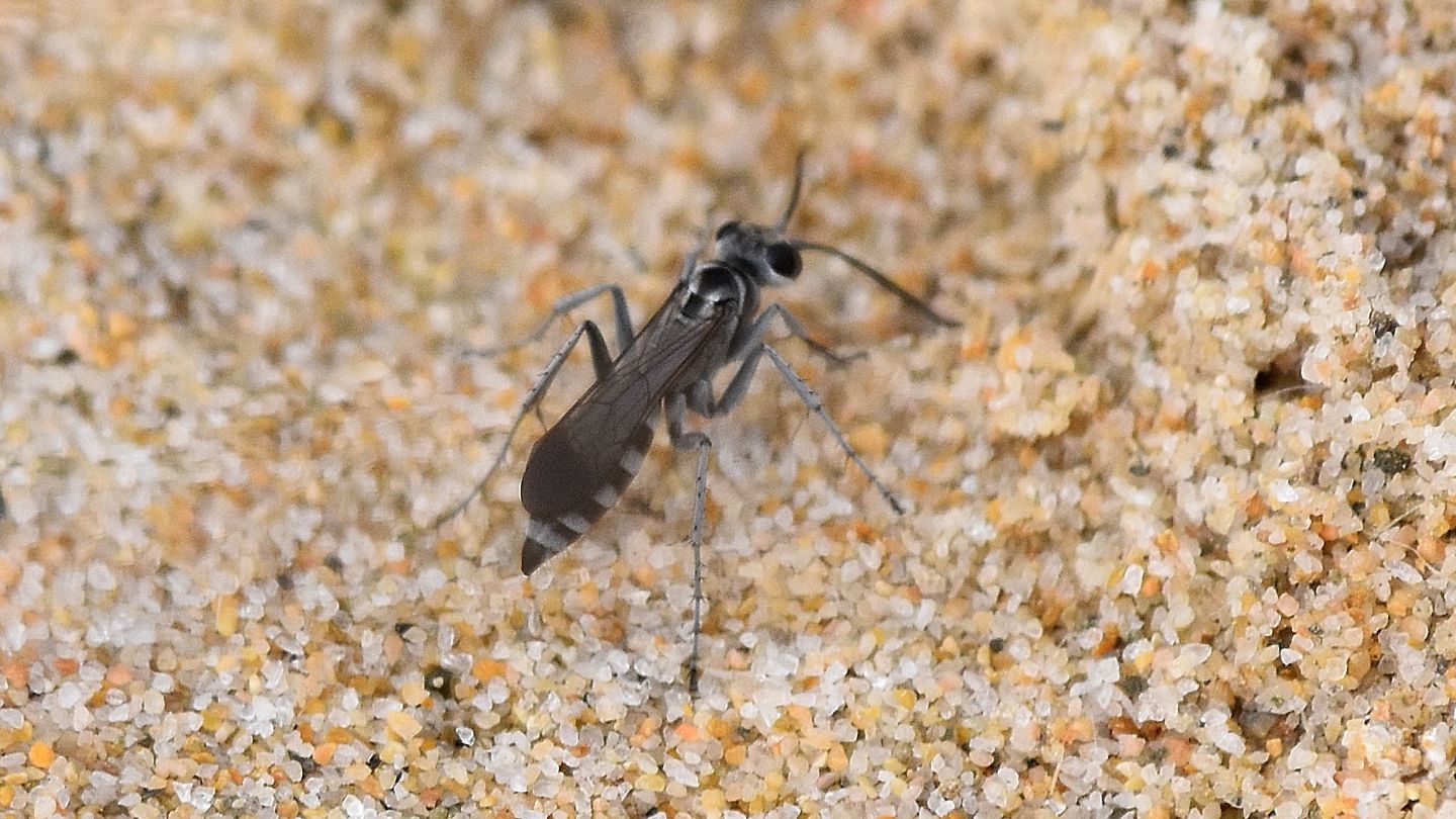 Pompilidae sardo: Pompilus cinereus