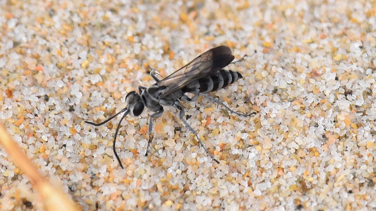 Pompilidae sardo: Pompilus cinereus