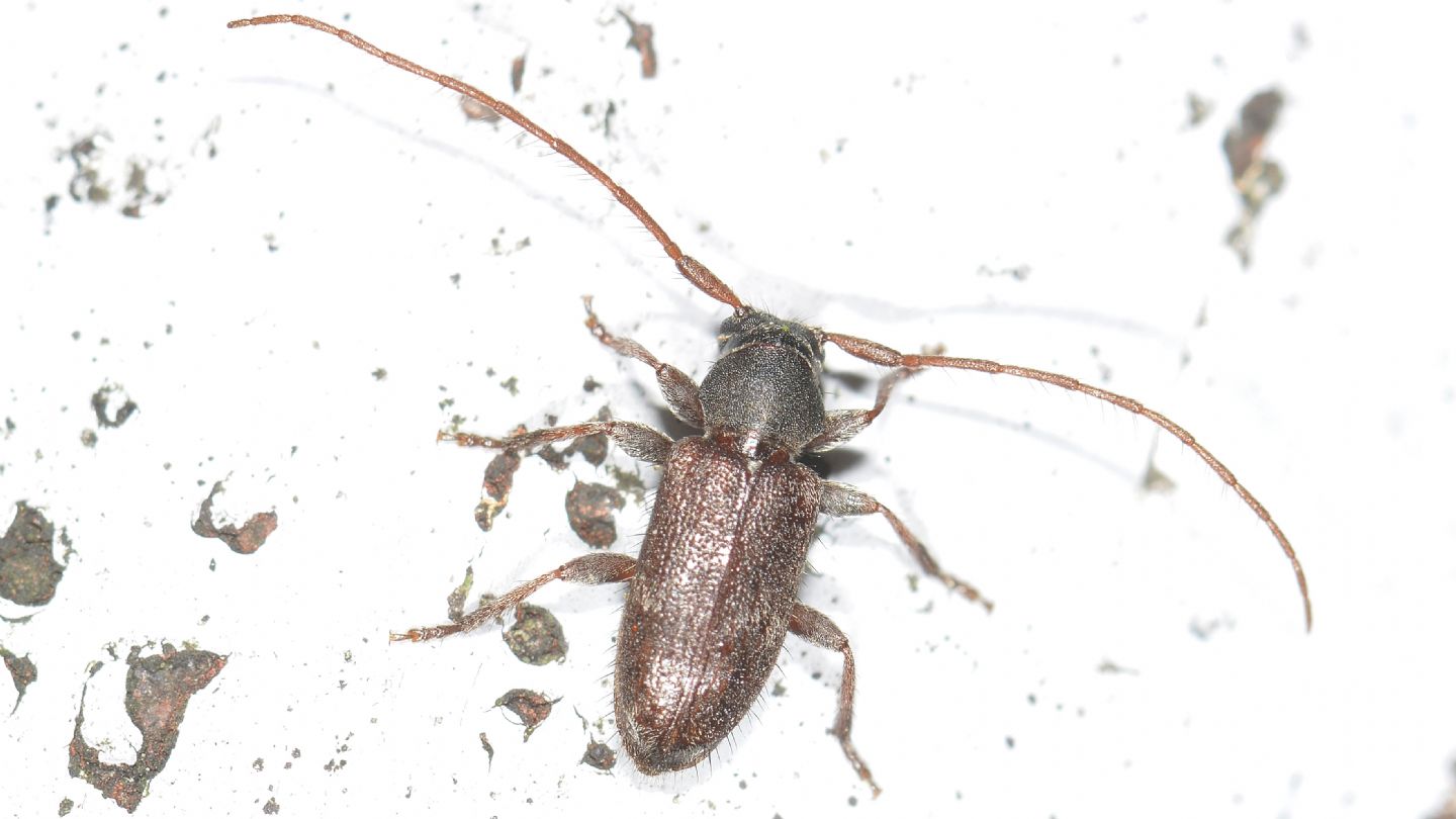 Cerambycidae: Exocentrus lusitanus (cfr.)