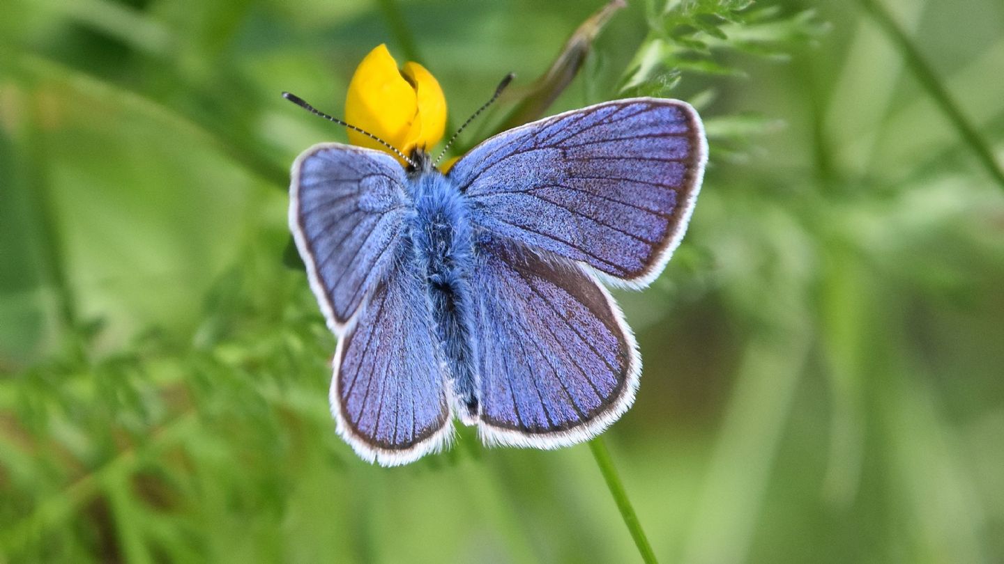 Lycaenidae,dubbio - Cyaniris semiargus