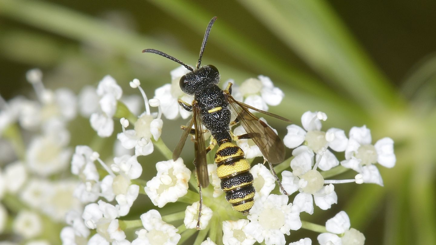 Crabronidae: maschio di Cerceris sp.