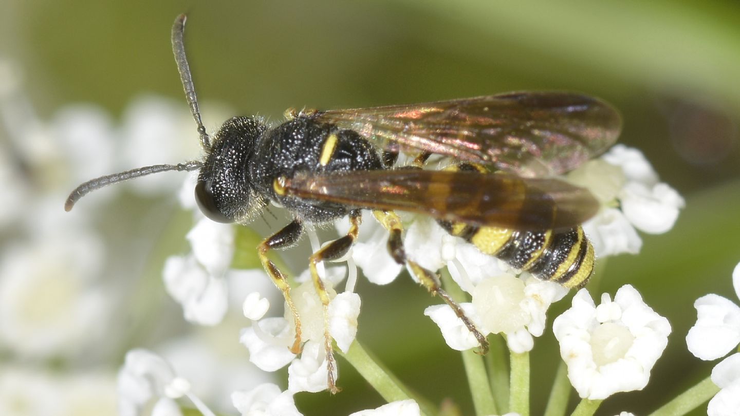 Crabronidae: maschio di Cerceris sp.