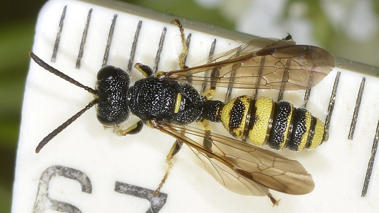 Crabronidae: maschio di Cerceris sp.