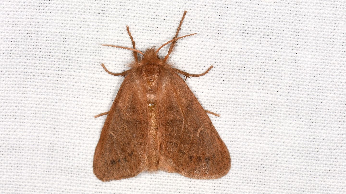 Ocneria rubea? S