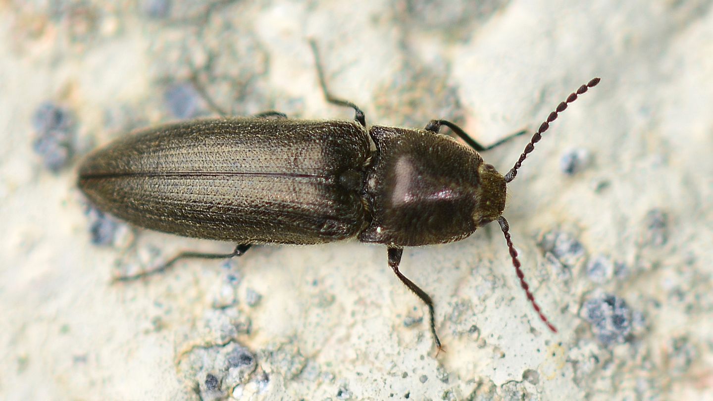 Elateridae: Cidnopus pseudopilosus