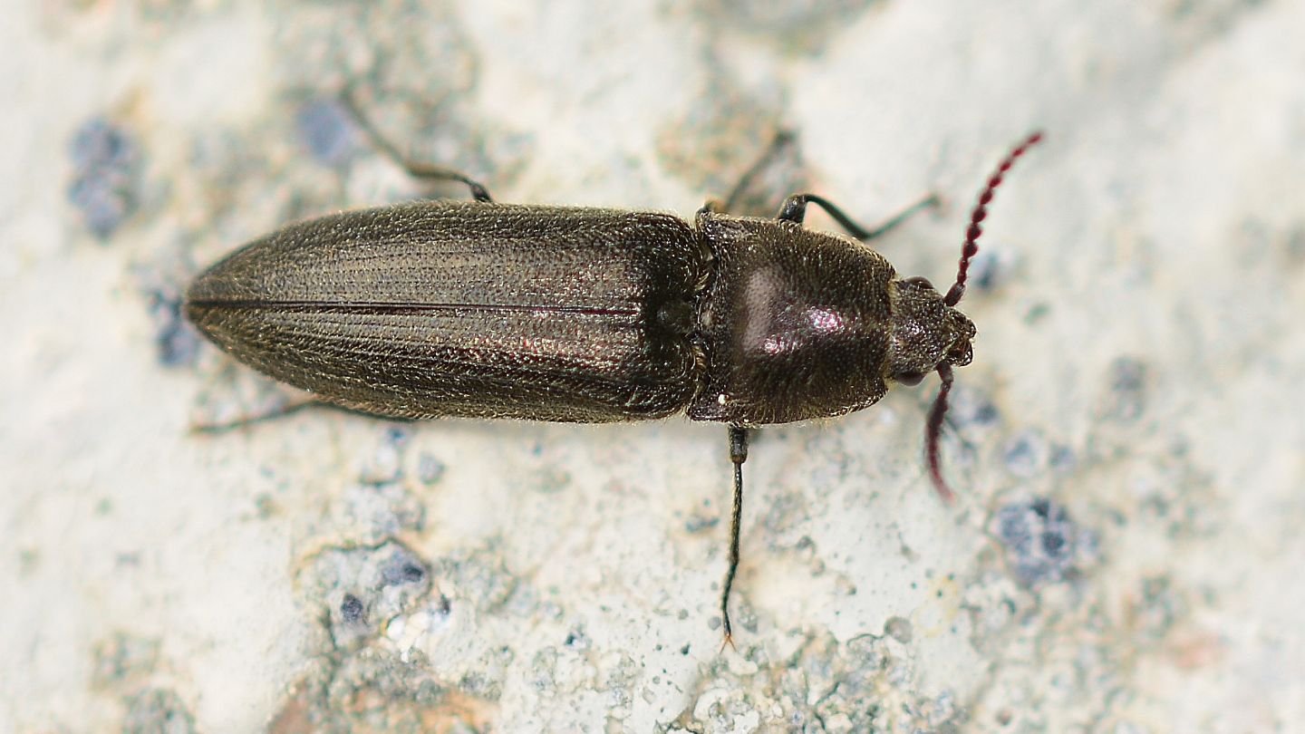 Elateridae: Cidnopus pseudopilosus
