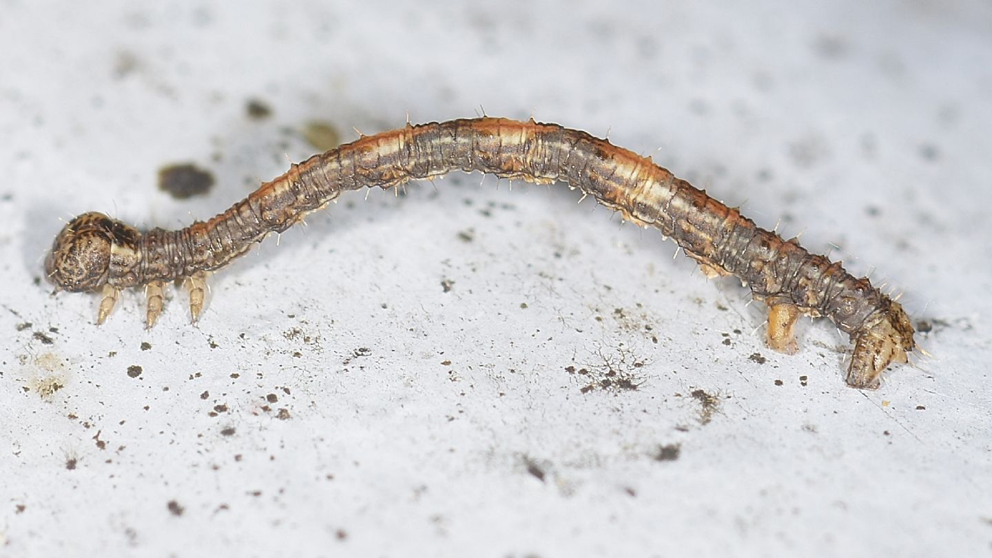 Larva di ...