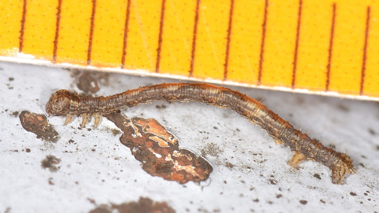 Larva di ...