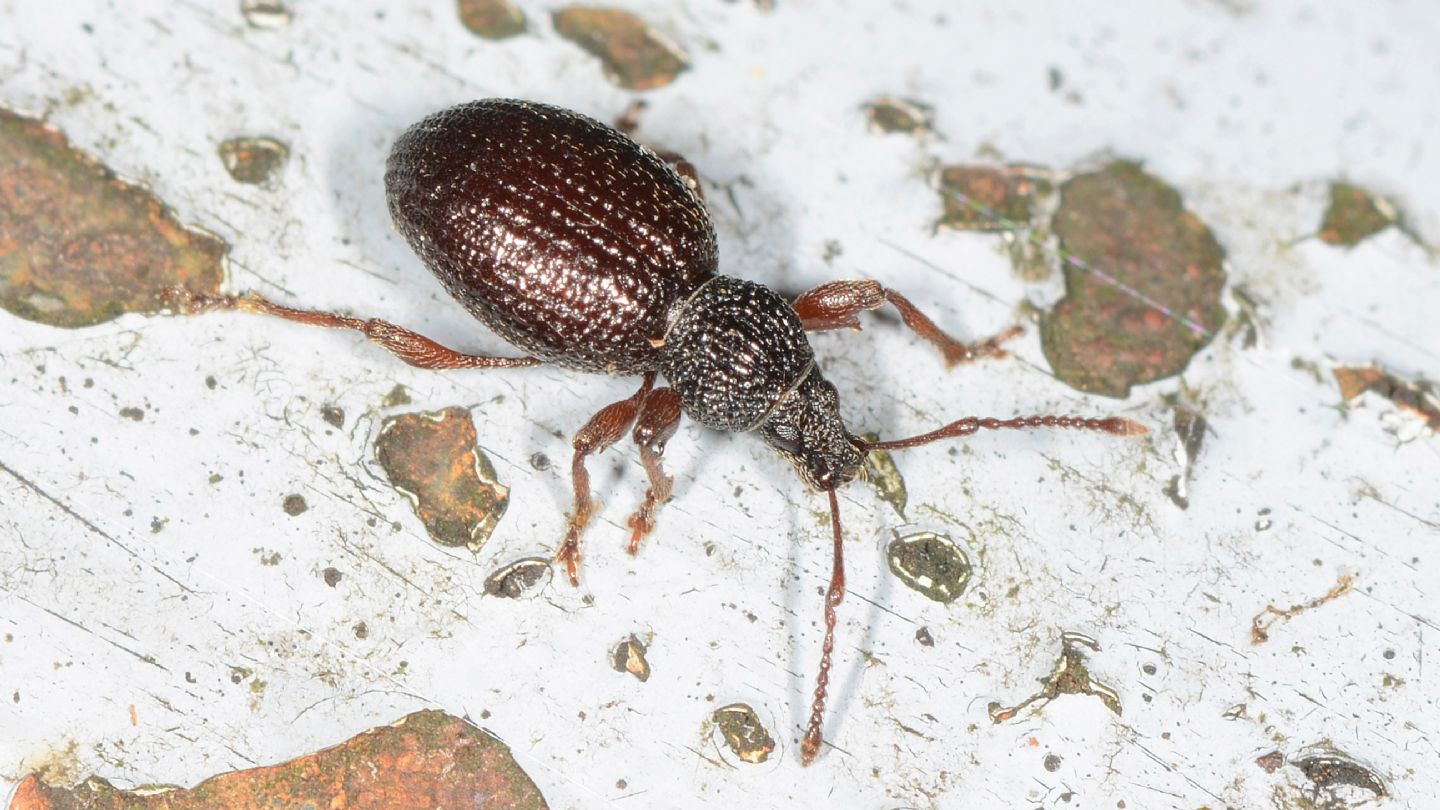 Curculionidae: Otiorhynchus auricomus ?