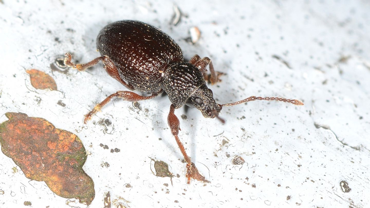Curculionidae: Otiorhynchus auricomus ?