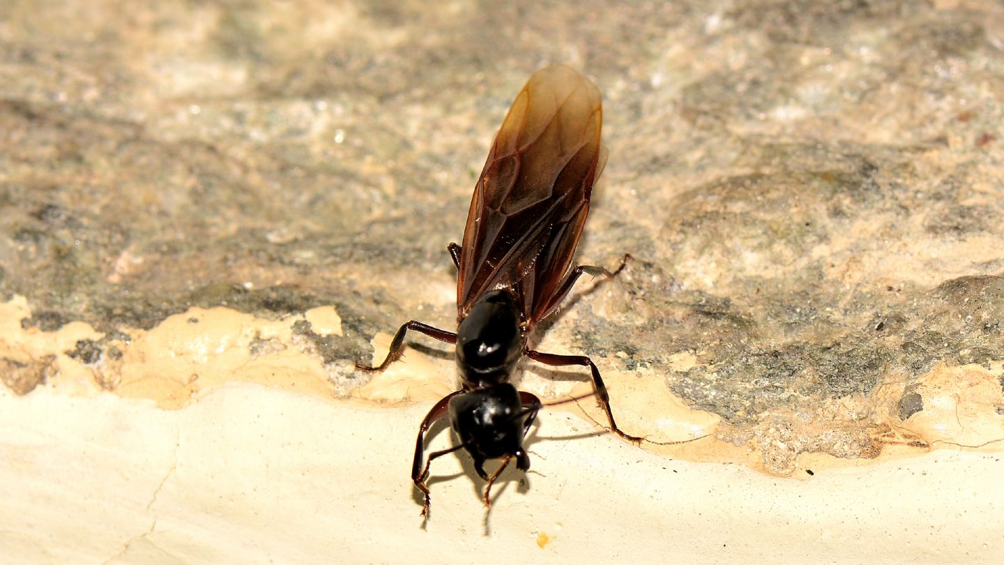 Formicidae: femmina di Camponotus cfr. ligniperda