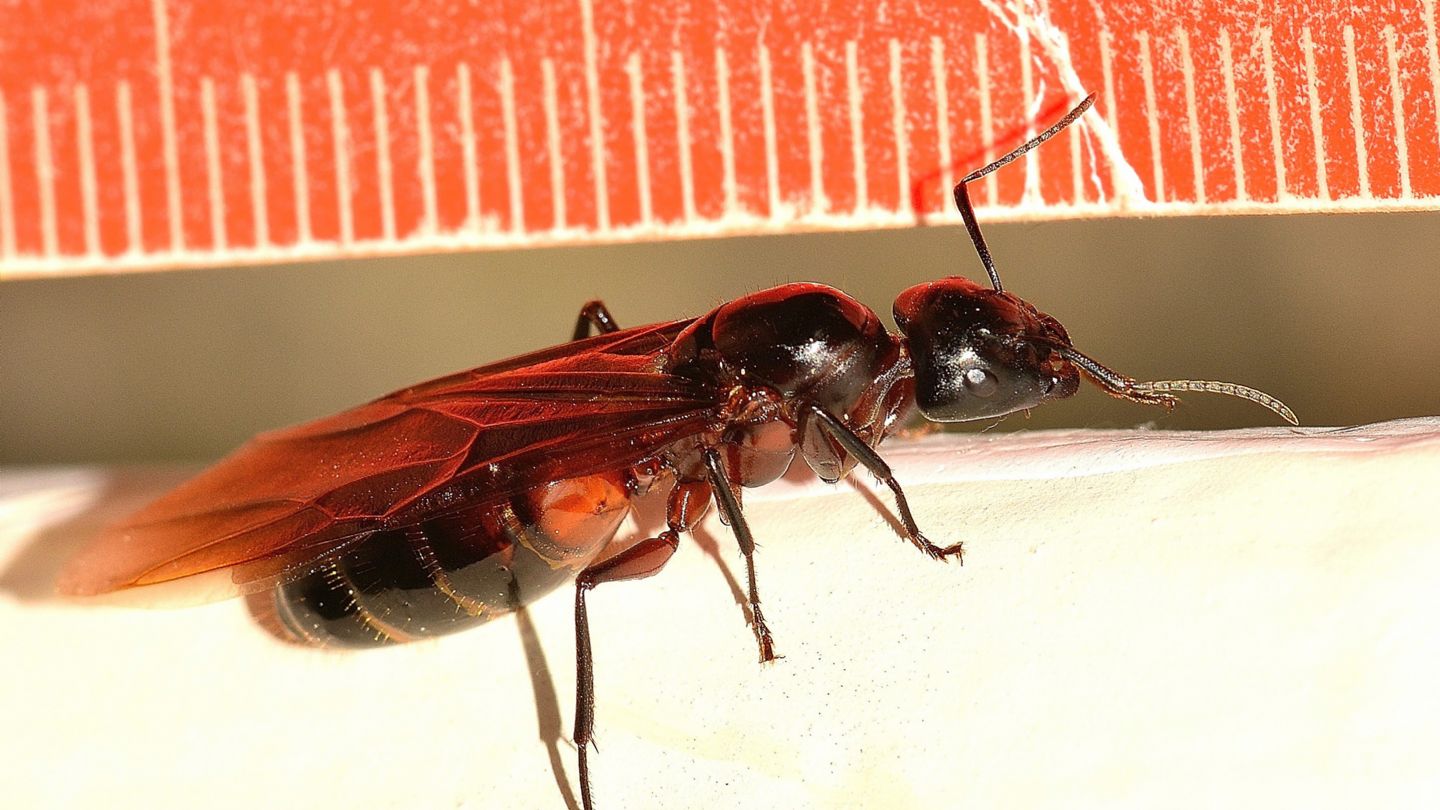 Formicidae: femmina di Camponotus cfr. ligniperda