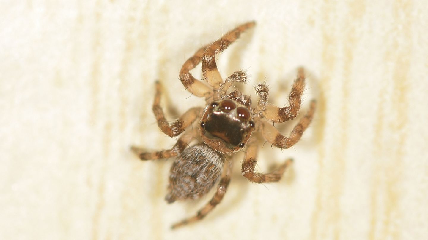 Salticidae dal Giglio