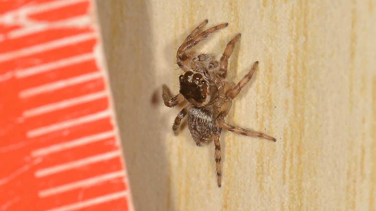 Salticidae dal Giglio