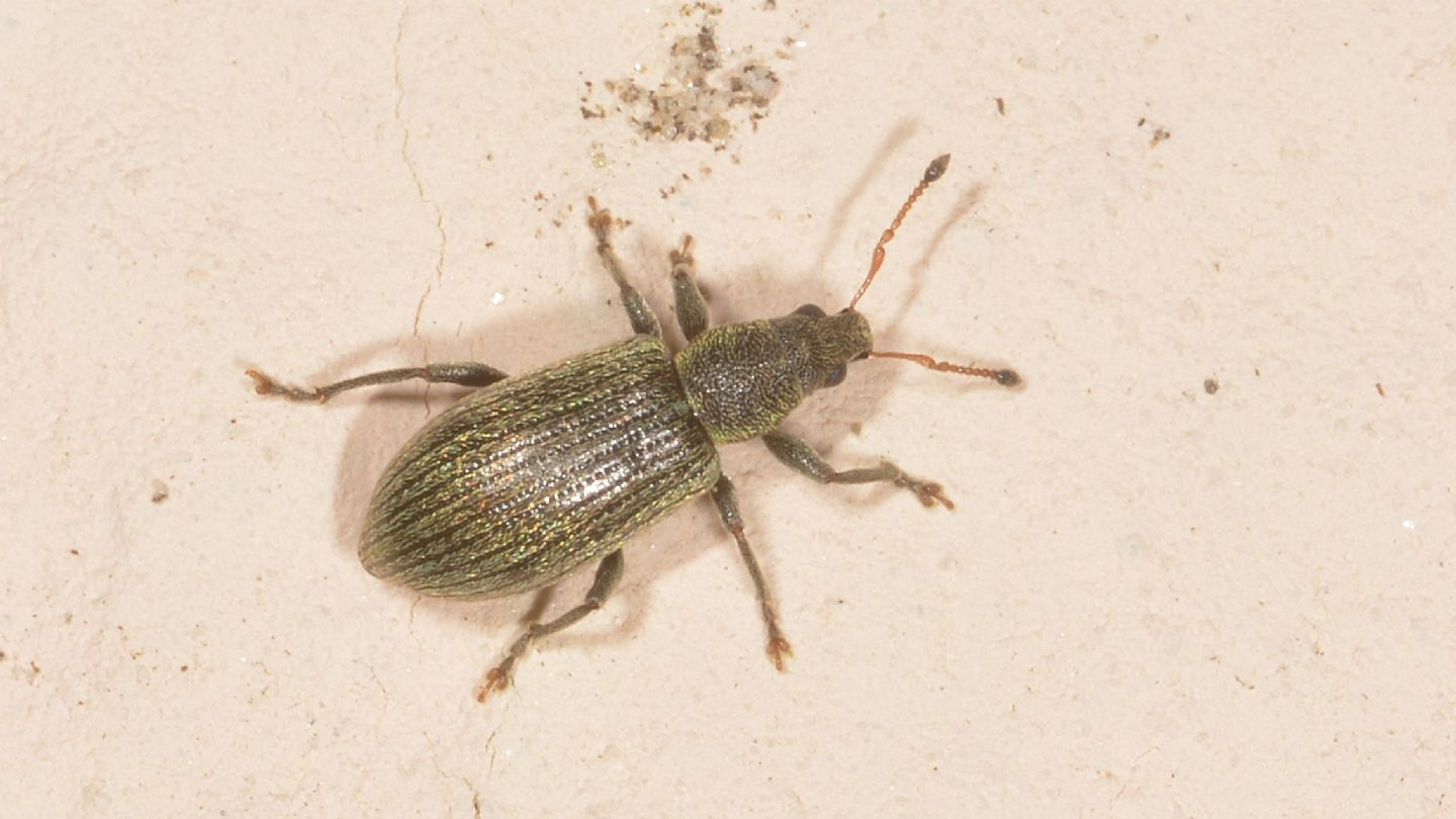 piccolo Curculionidae