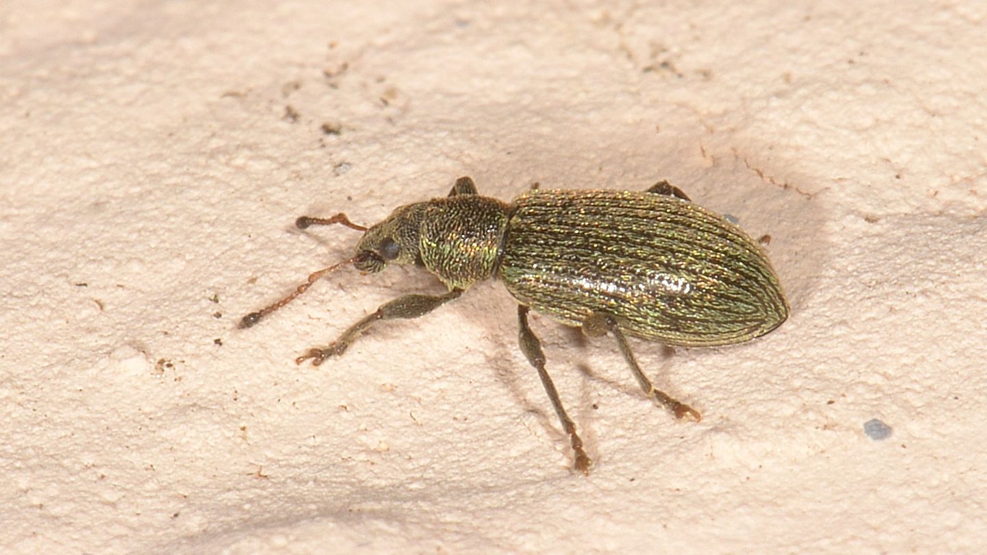 piccolo Curculionidae