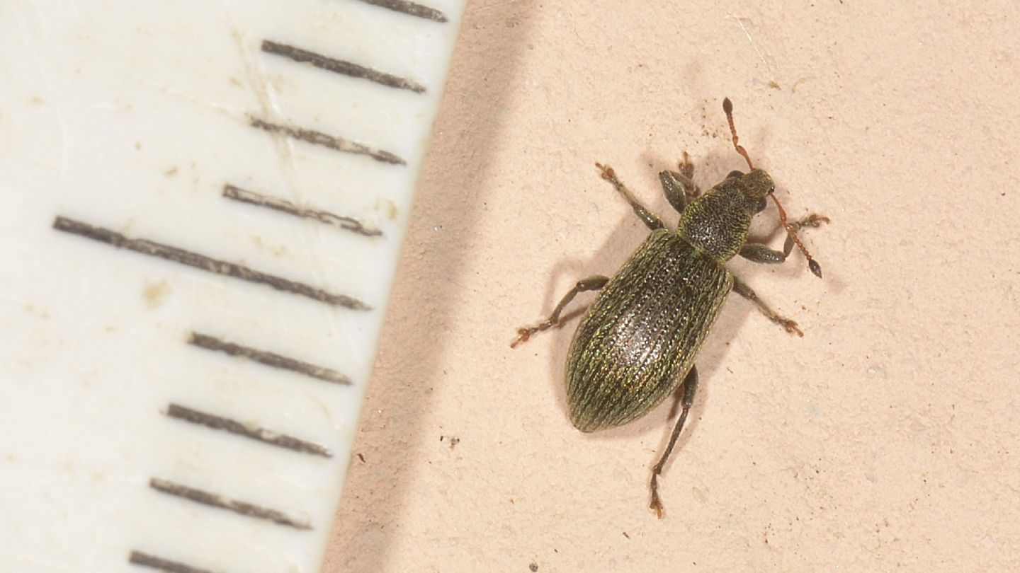 piccolo Curculionidae