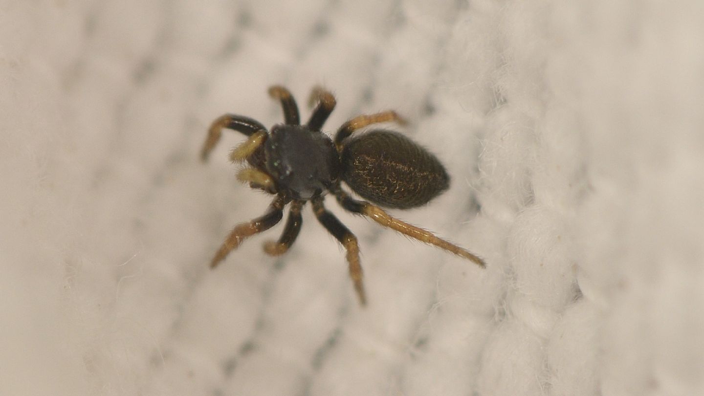 Salticidae sardo