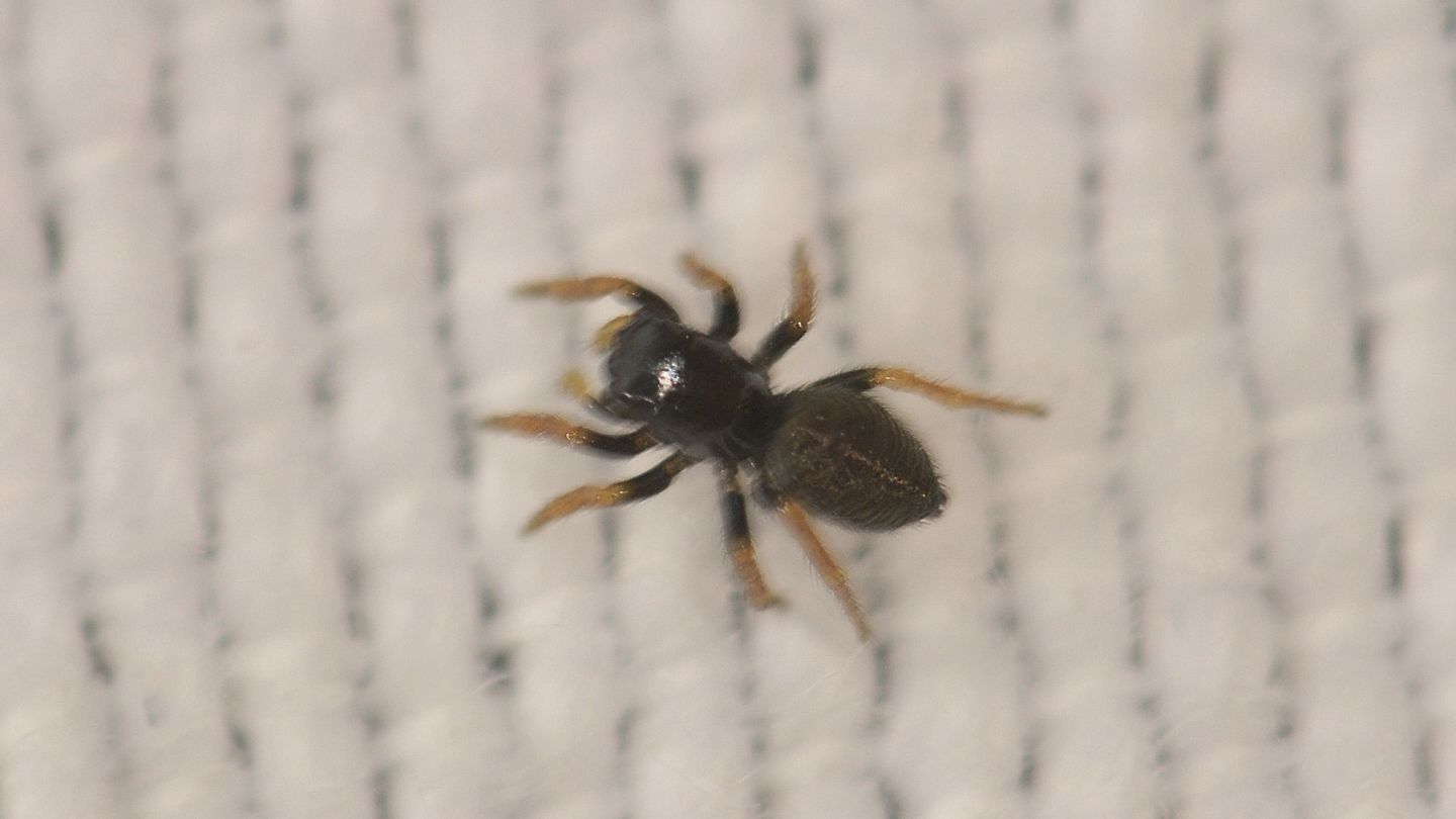 Salticidae sardo