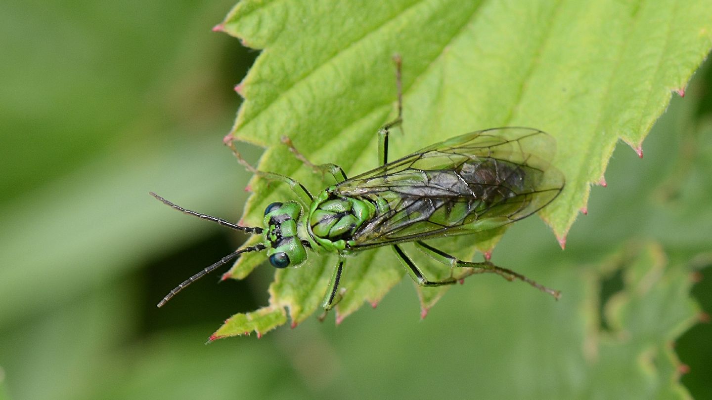 Tenthredo olivacea? s!