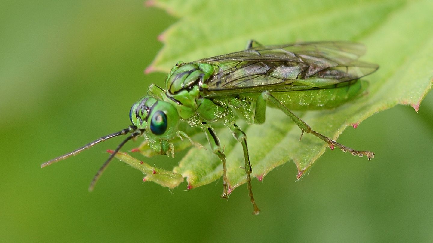 Tenthredo olivacea? s!