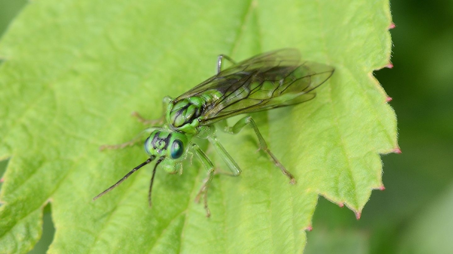 Tenthredo olivacea? s!