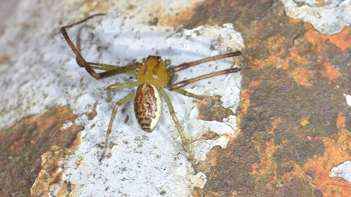 Giovane Diaea dorsata? In alternativa Diaea livens.