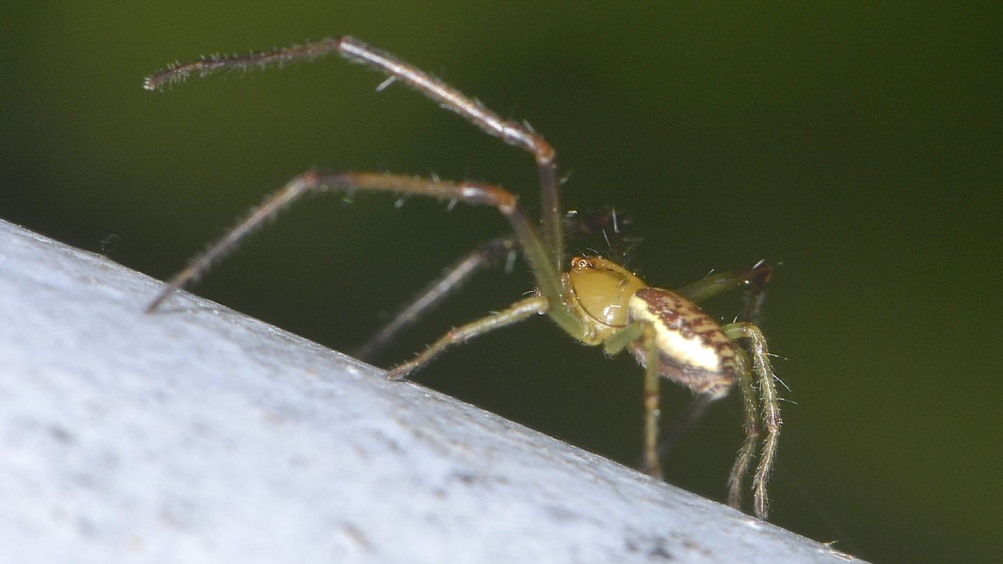 Giovane Diaea dorsata? In alternativa Diaea livens.