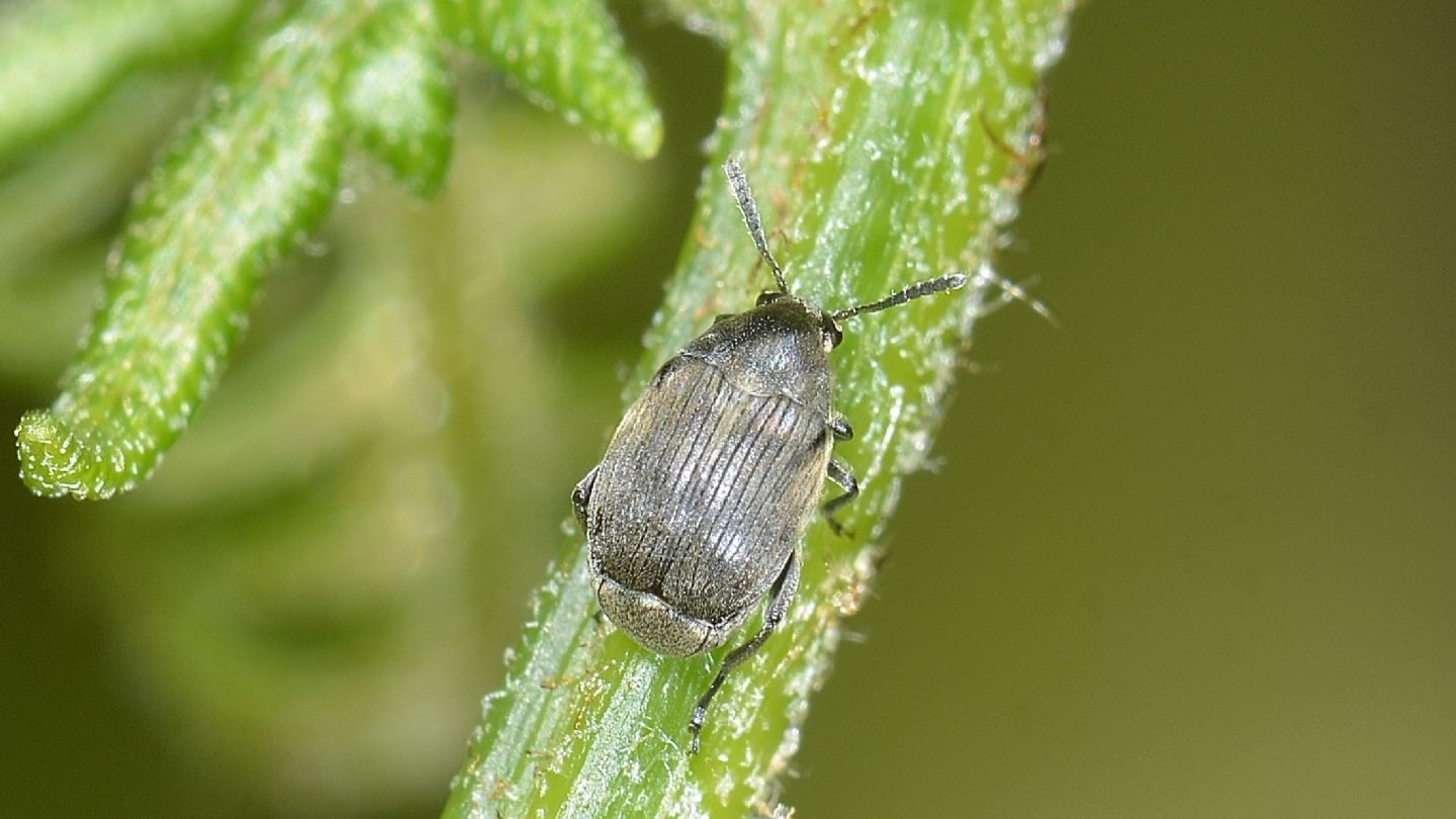 Chrysomelidae Bruchinae: Bruchidius sp. (ater ?)