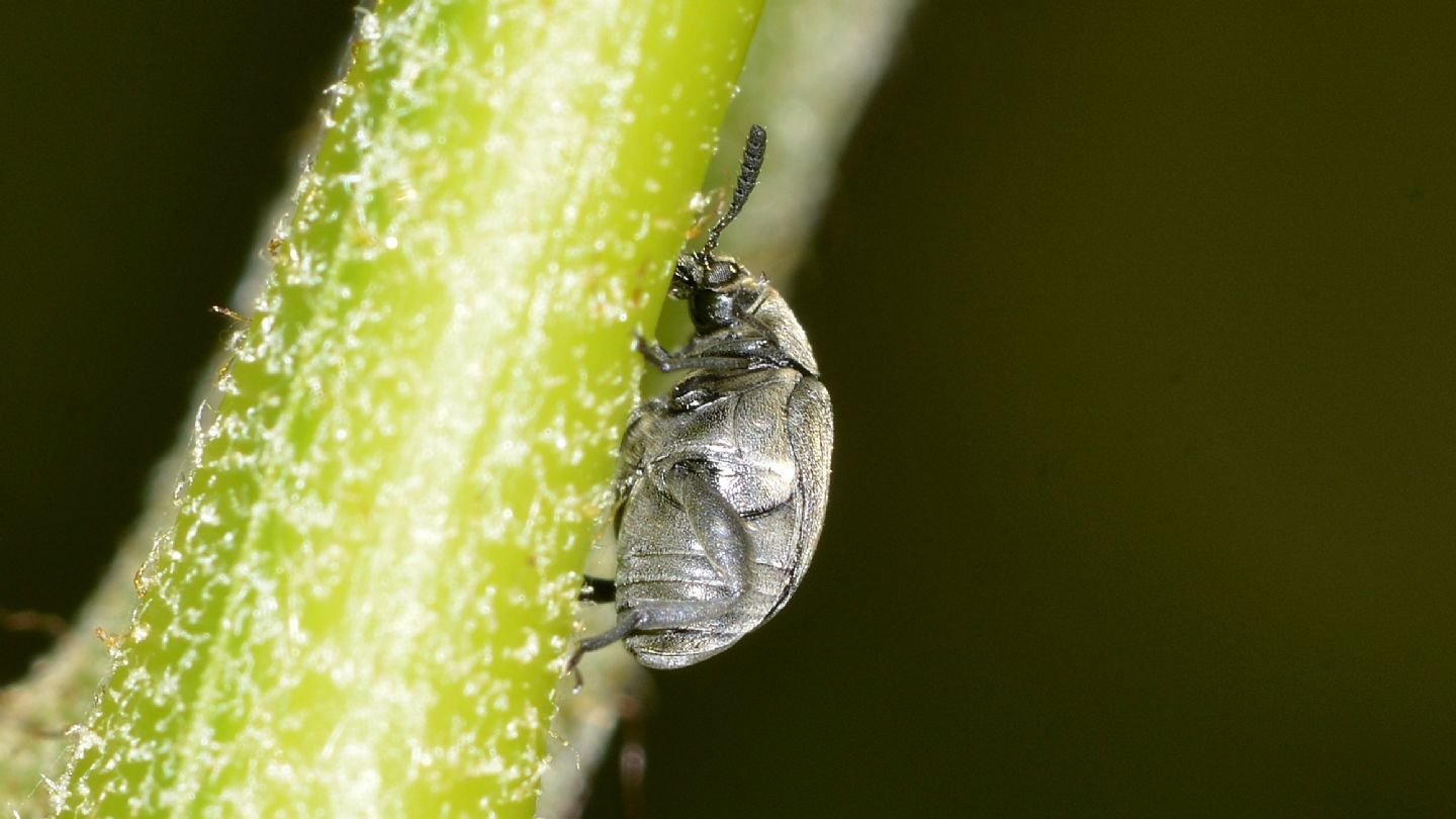Chrysomelidae Bruchinae: Bruchidius sp. (ater ?)
