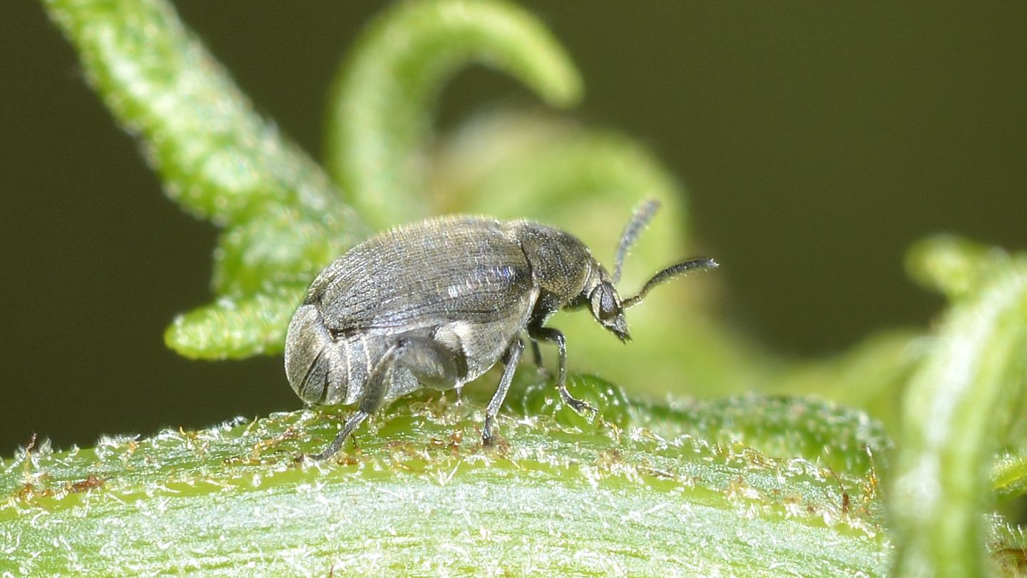 Chrysomelidae Bruchinae: Bruchidius sp. (ater ?)