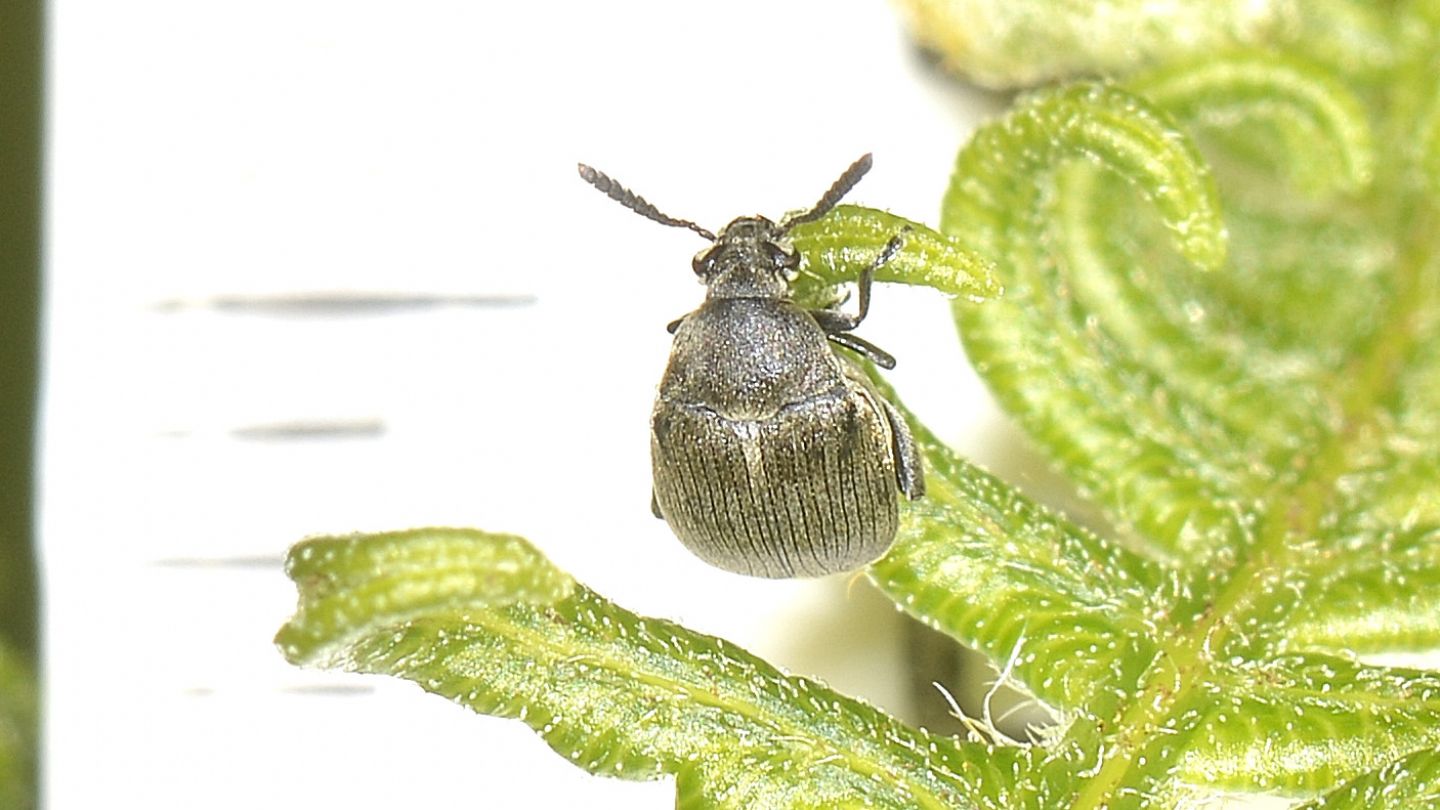 Chrysomelidae Bruchinae: Bruchidius sp. (ater ?)