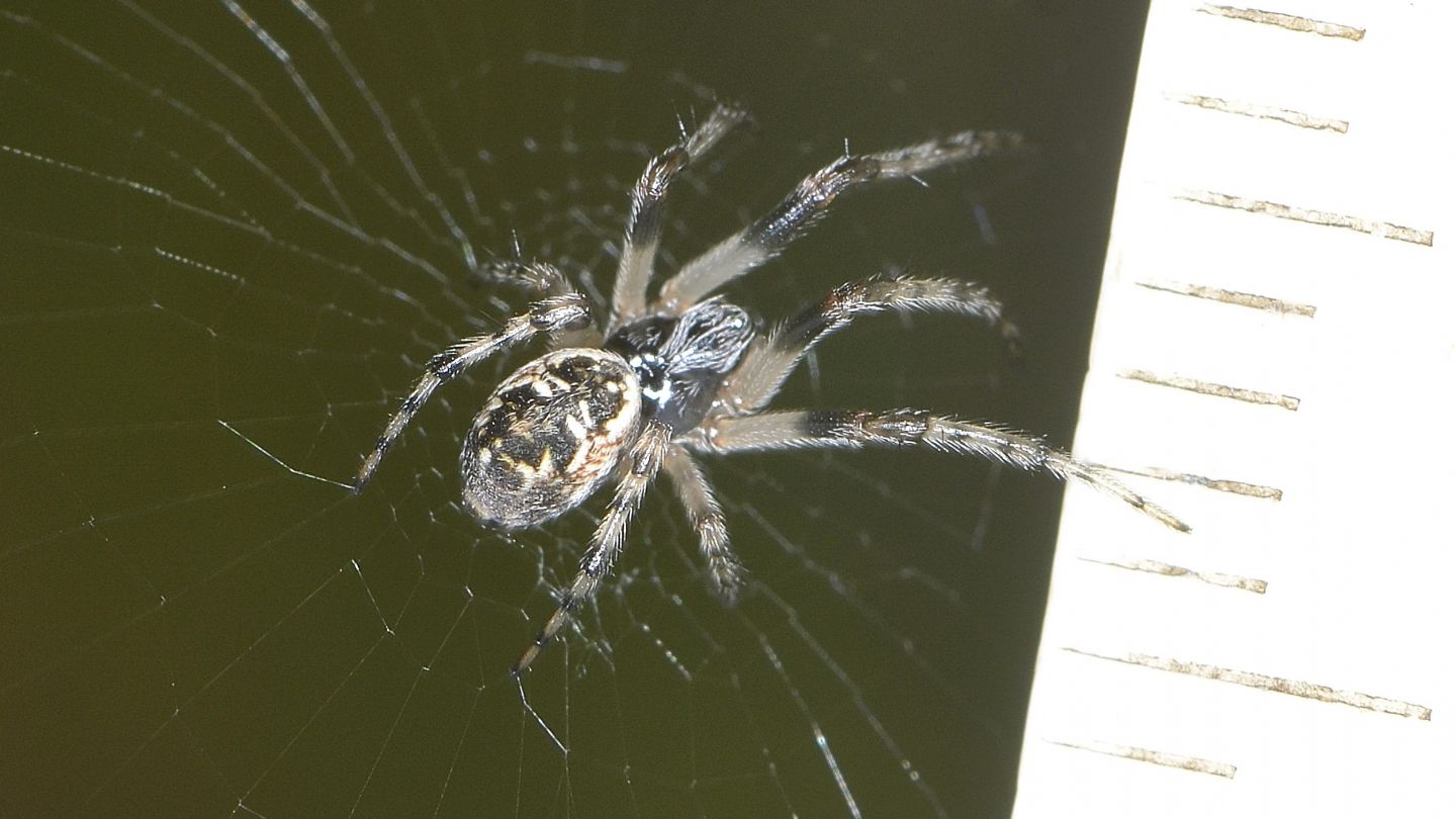 Araneidae del Giglio