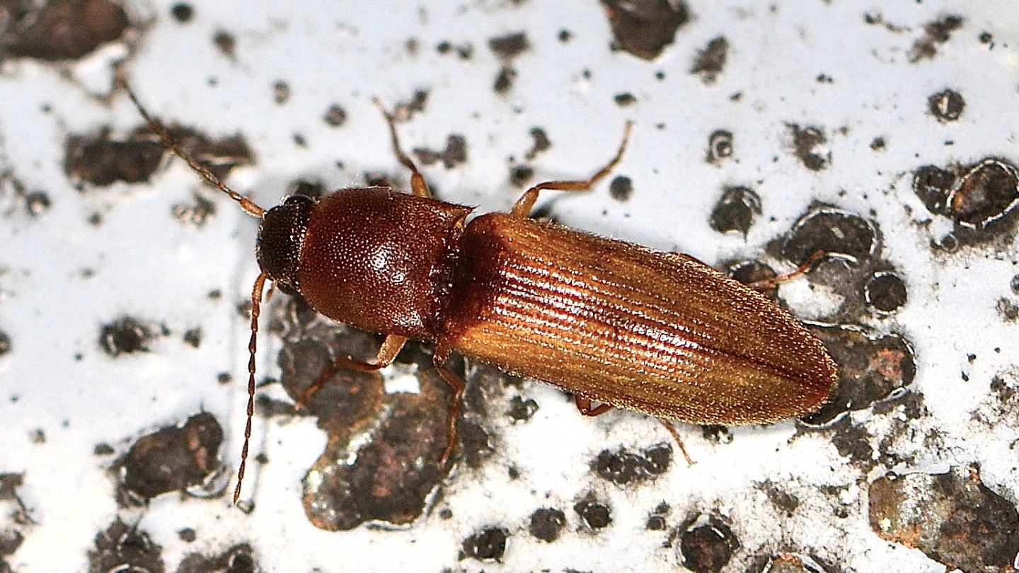 Elateridae: Dalopius marginatus, femmina