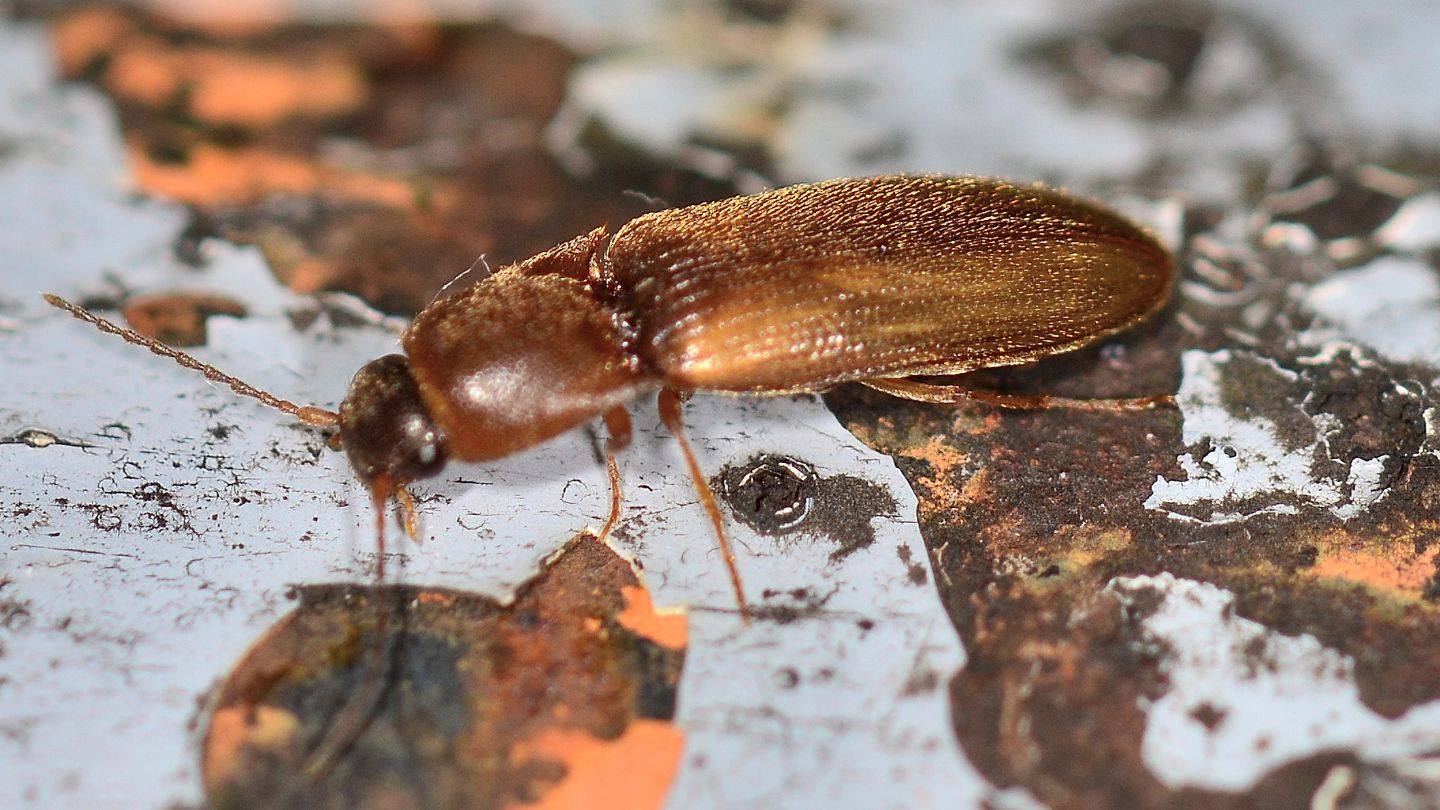 Elateridae: Dalopius marginatus, femmina