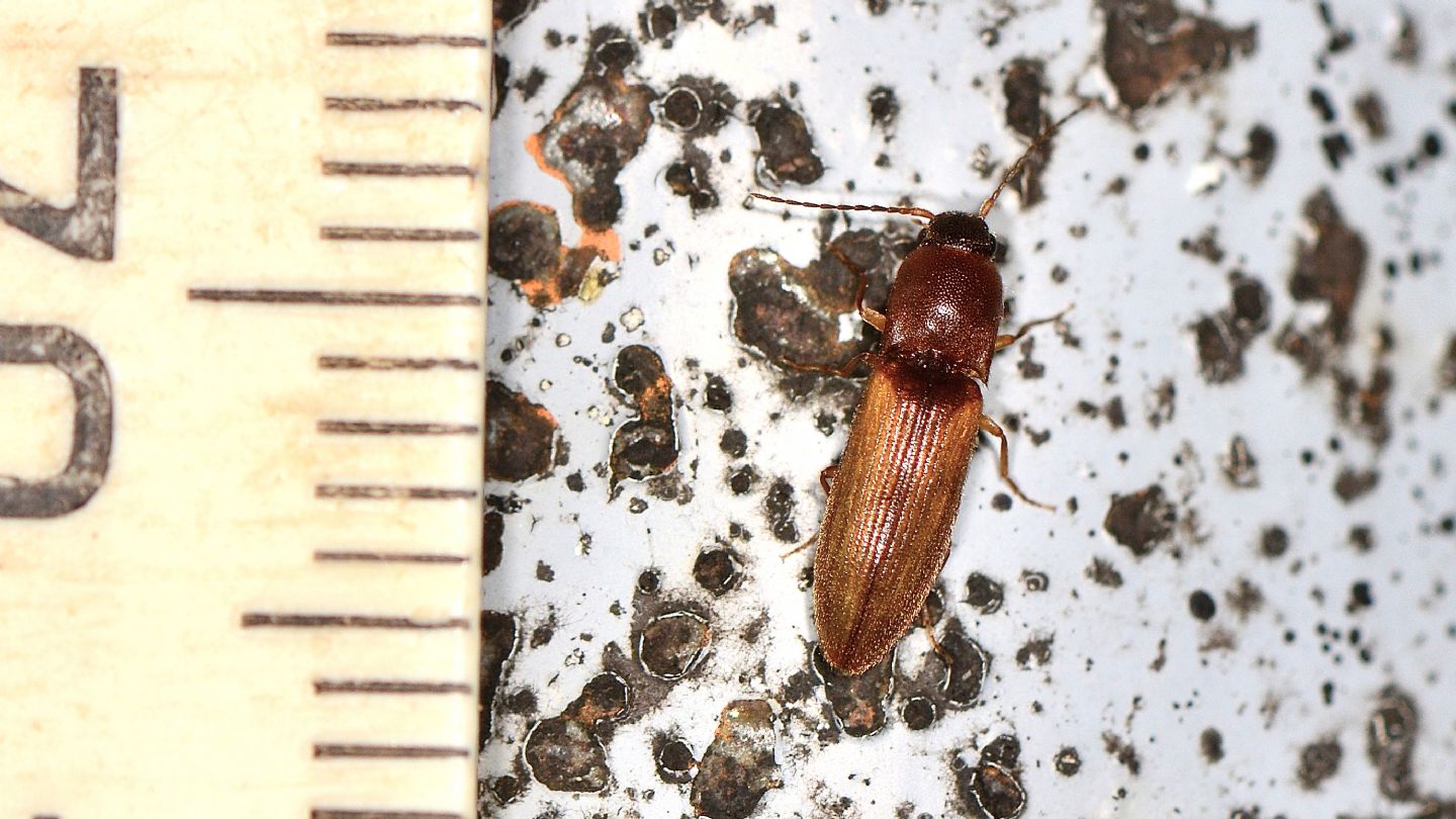 Elateridae: Dalopius marginatus, femmina