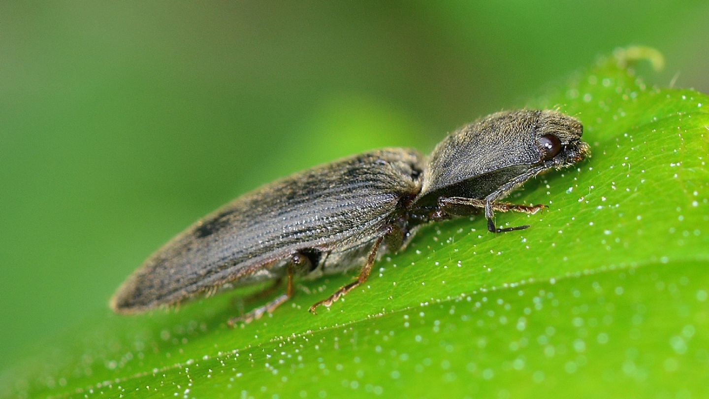 Elateridae: antenna...