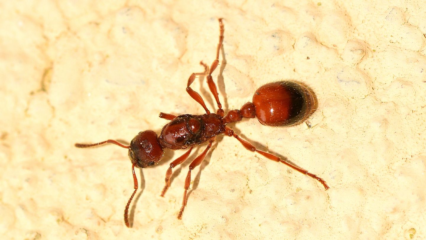 Formica rossa