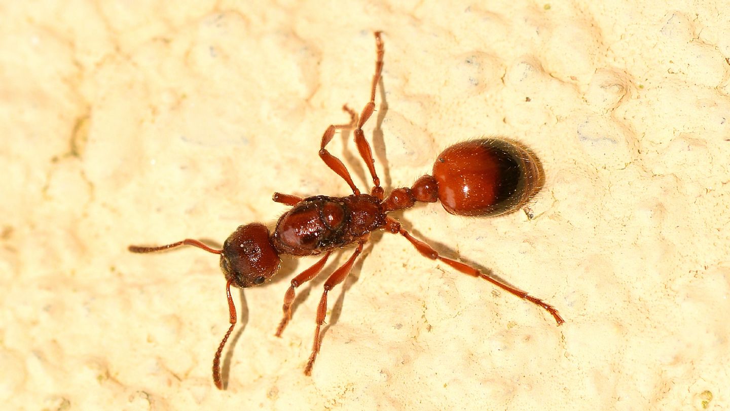 Formicidae: Manica rubida, regina