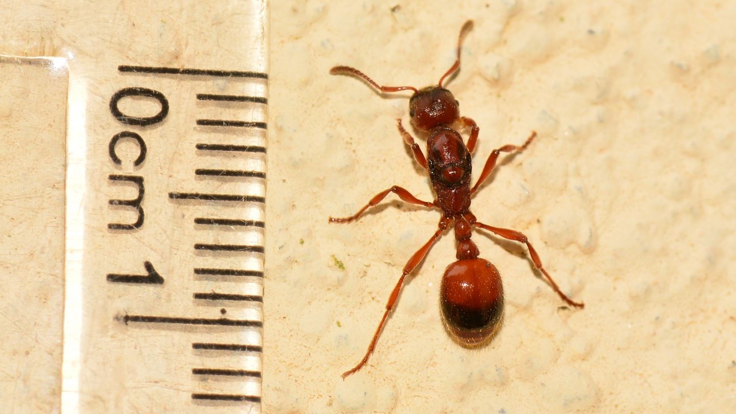 Formica rossa
