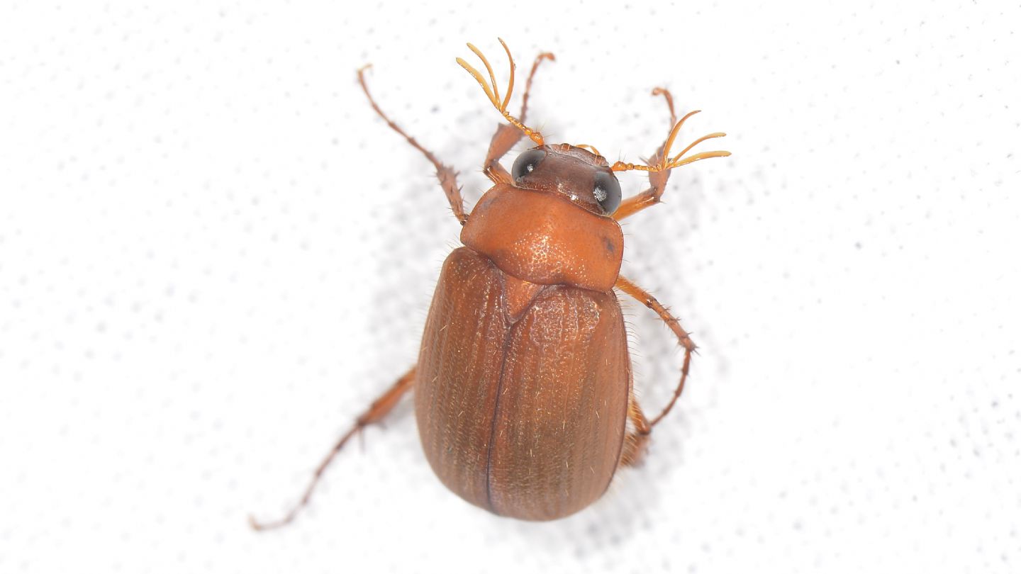 Melolonthidae: Serica brunnea