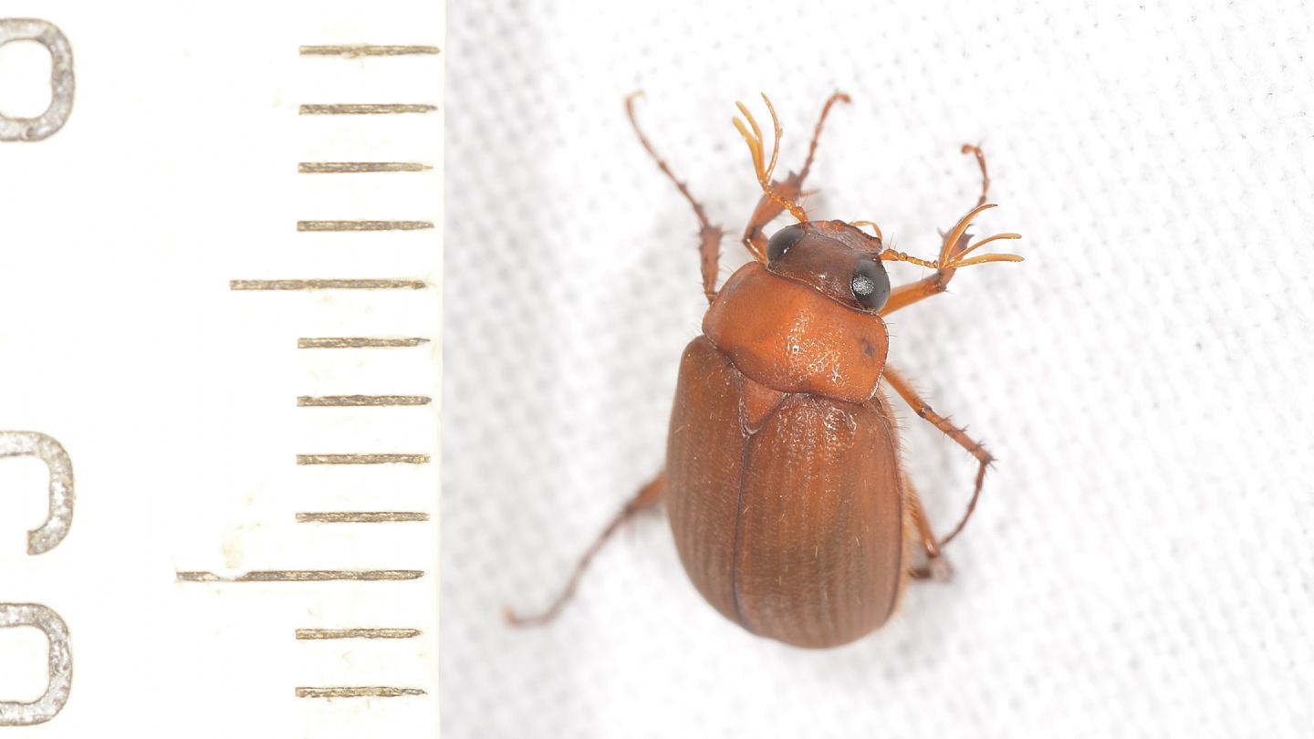 Melolonthidae: Serica brunnea