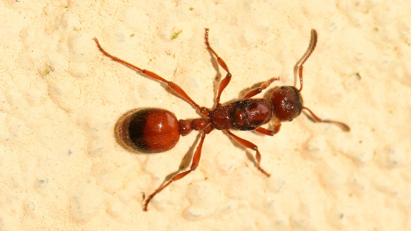 Formica rossa